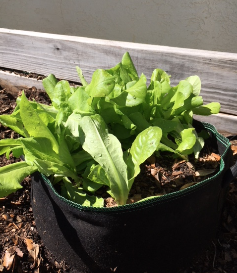 lettuce growing in a fabric pot