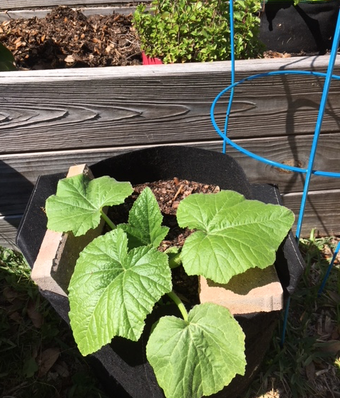 squash plant
