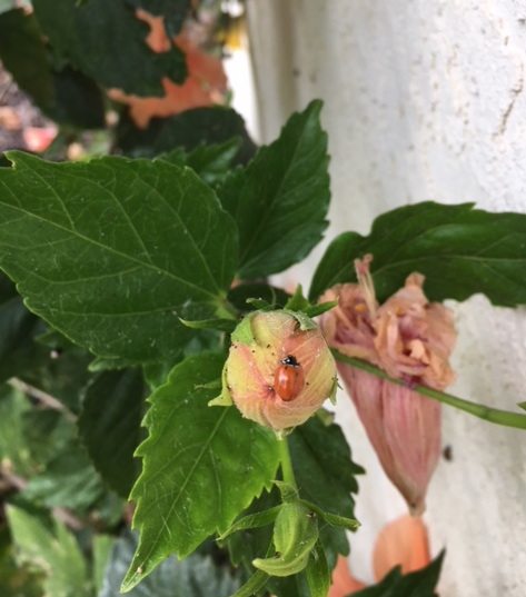 Screen Shot 2018-03-26 at 12.28.04 PM