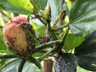 Dealing With Aphids and Hoping for Lady Bugs in the Spring&nbsp;Garden