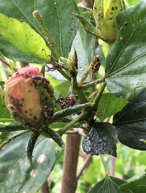 Dealing With Aphids and Hoping for Lady Bugs in the Spring&nbsp;Garden