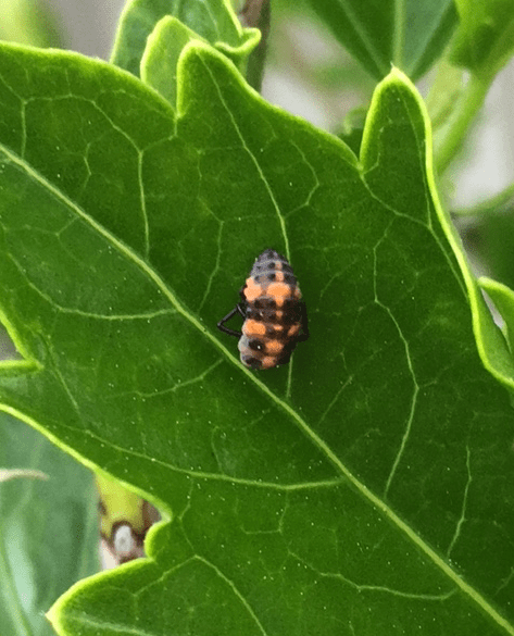 ladybug larvae