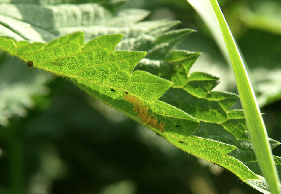 ladybug eggs