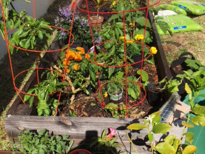 Potato Comparison – Why We Love to Eat Home Grown&nbsp;Vegetables.