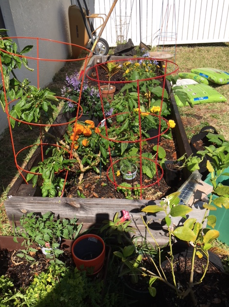 Potato Comparison – Why We Love to Eat Home Grown&nbsp;Vegetables.