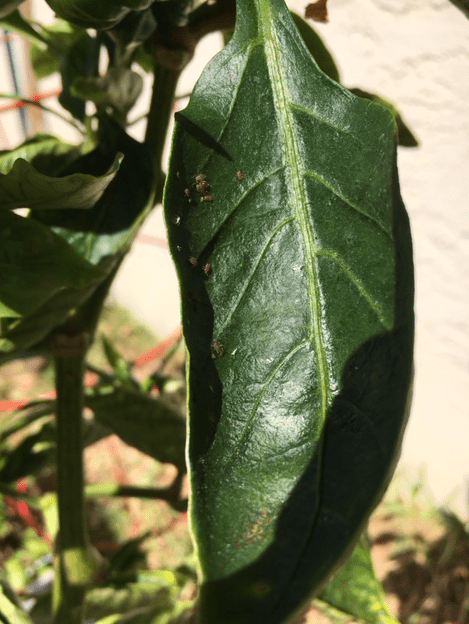 getting rid of aphids