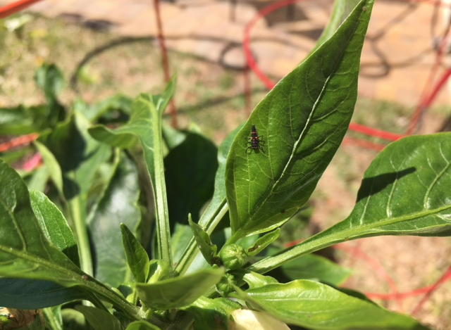 black bug on pepper plant
