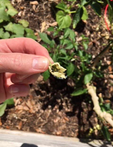 aphids in pepper flower