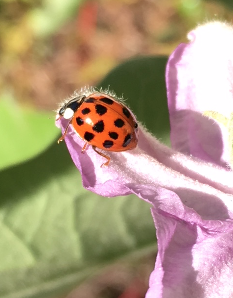 macro lady bug beetle on purple eggplant flower