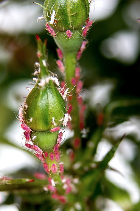 pinkish red aphids
