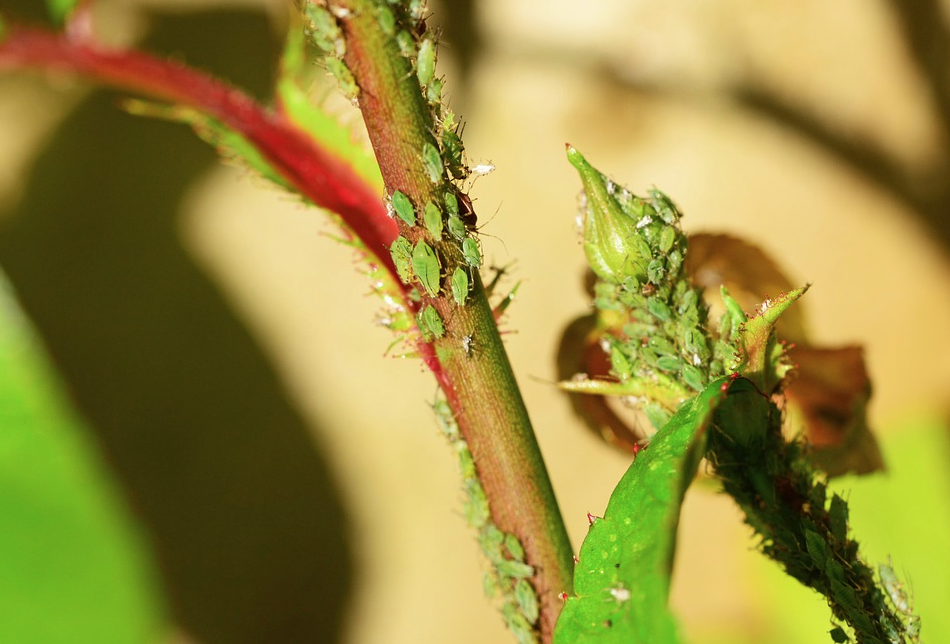 green aphids