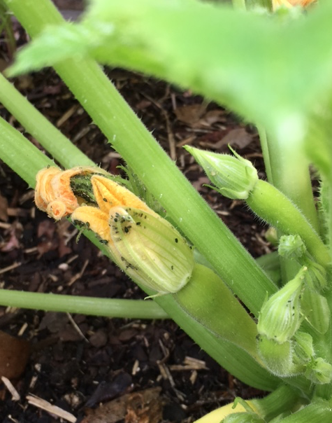aphids on squash flower