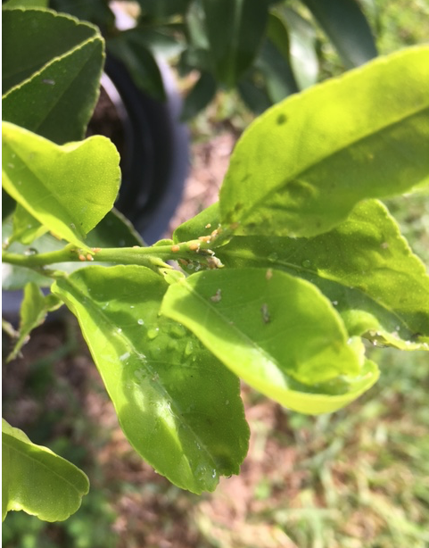 yellow aphids on lime tree