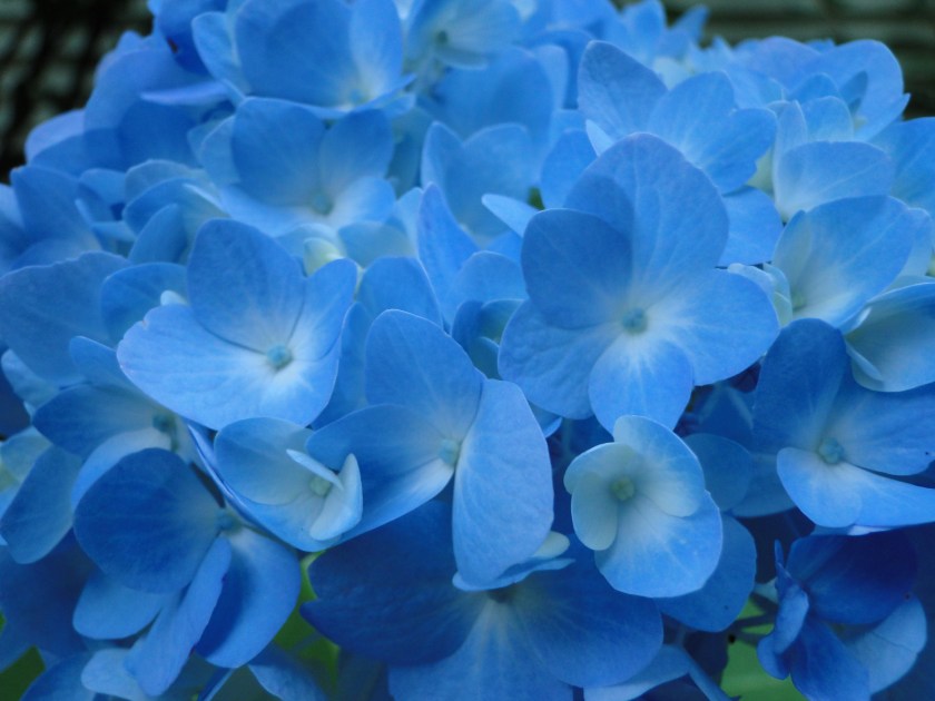 blue hydrangea