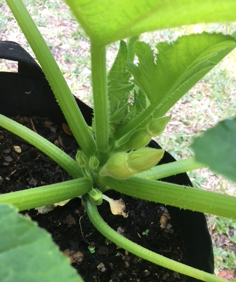 summer squash growing
