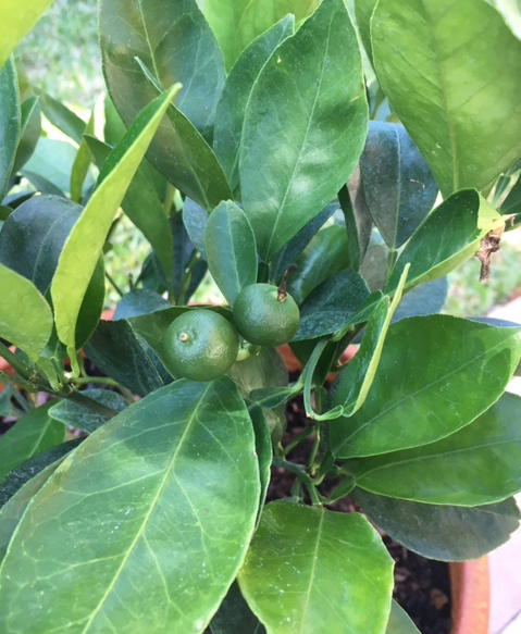 little navel oranges