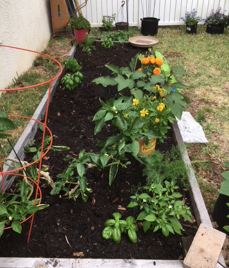 raised bed garden dirt