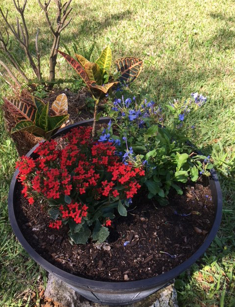 bucket of flowering plants