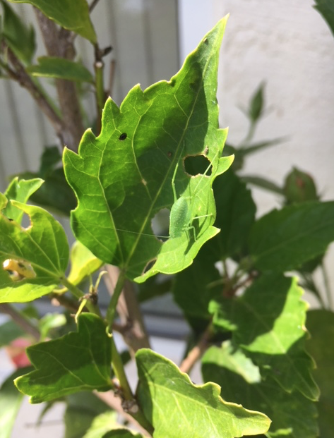 Katydid on hibiscus leaf