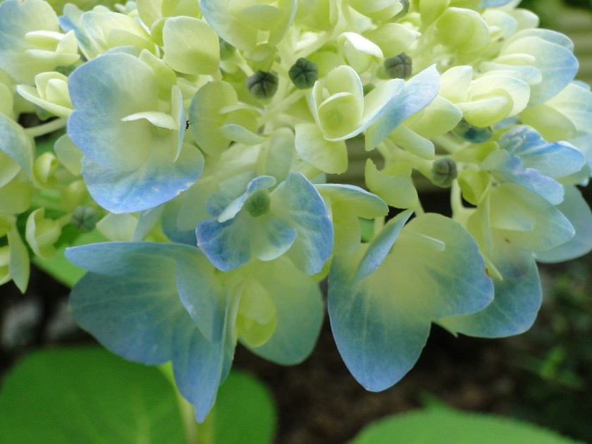 blue hydrangeas