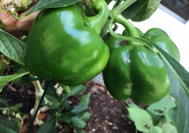 green peppers