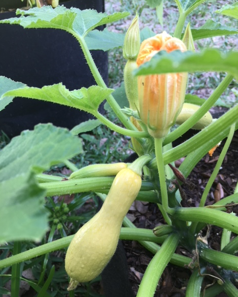 Summer squash plant