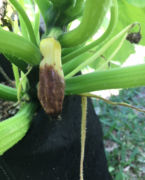 squash blossom end rot