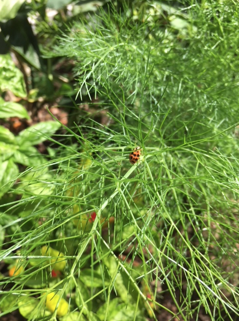 Lady bug on fennel
