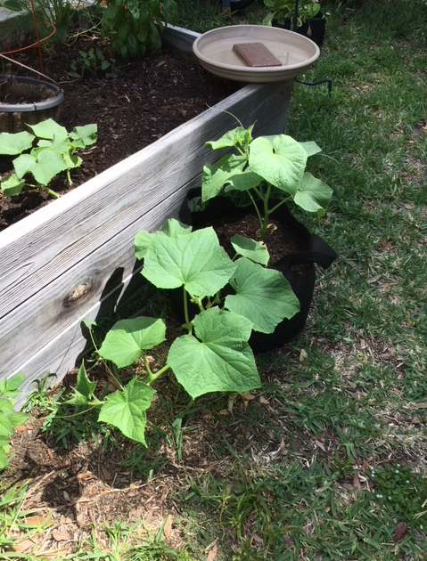 cucumber plants