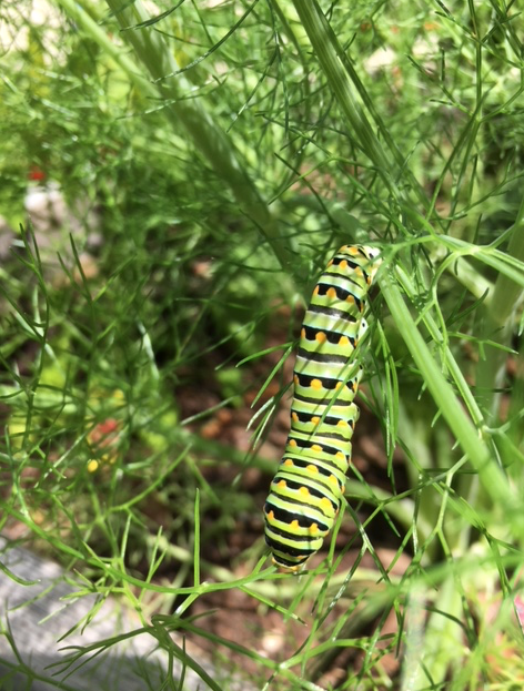 parsley worm on fennel