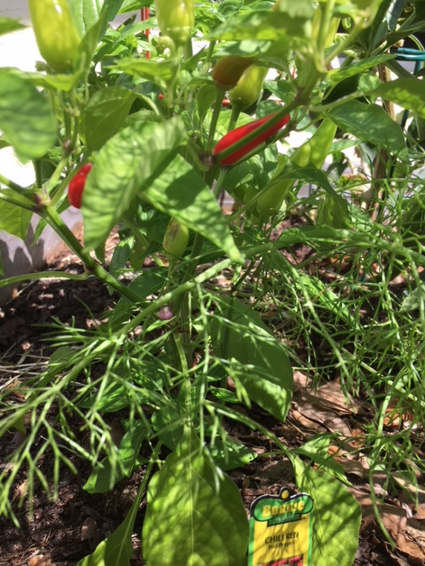 chili red hot peppers