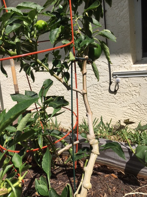 hardy stalk of green pepper