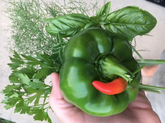 vegetables from the garden