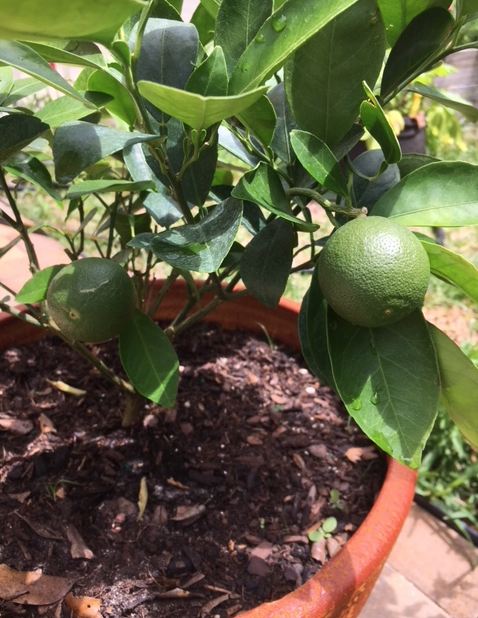 navel oranges growing