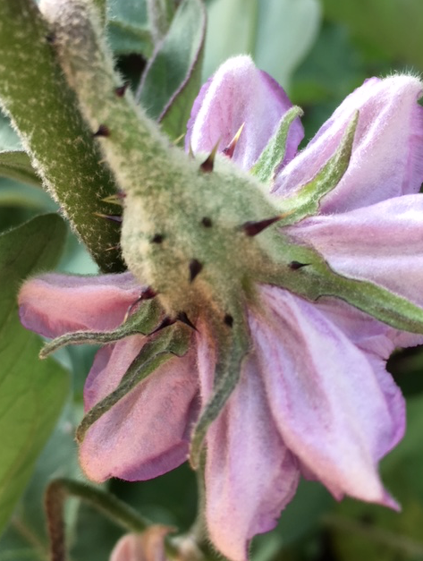 eggplant flower