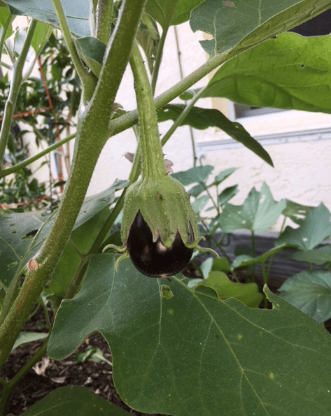 little eggplant