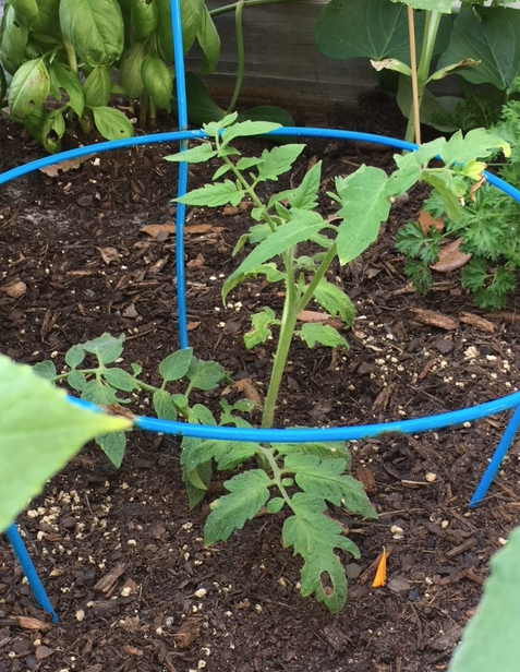 propagating tomato plant