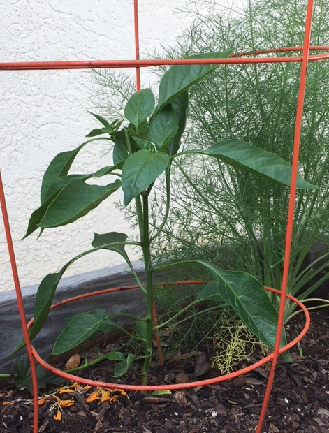 seed pepper volunteer