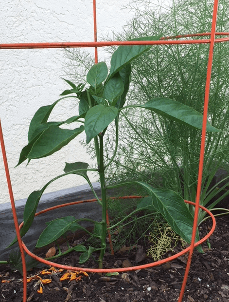 seed pepper volunteer
