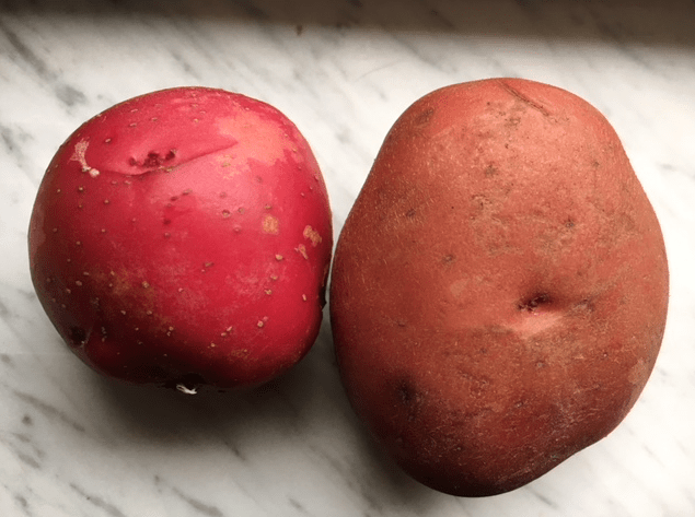 garden potato