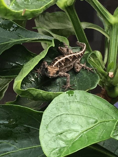 lizard on the green pepper leaf