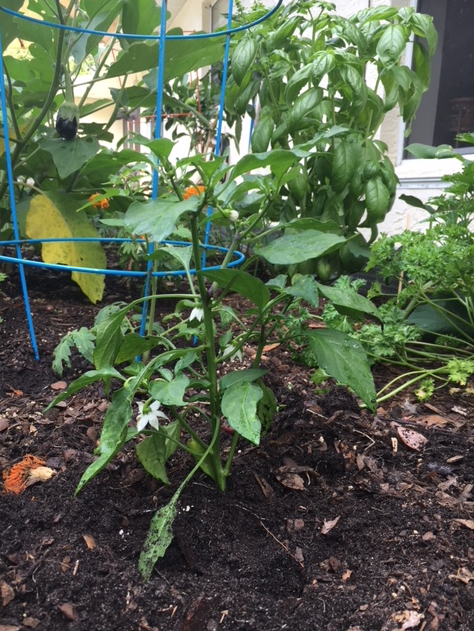 Screen Shot 2018-05-13 at 8.17.05 AM