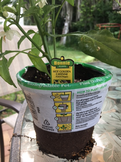 Why I Remove the Peat Pot When Planting&nbsp;Seedlings