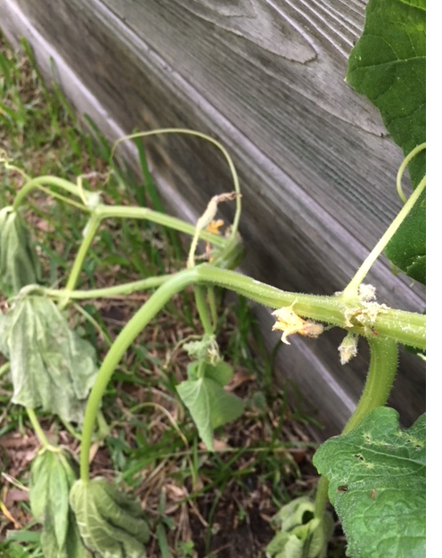Troubles With Worms in the May Vegetable&nbsp;Garden