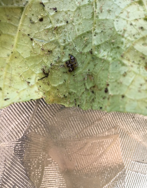 Screen Shot 2018-06-01 at 2.30.23 PM