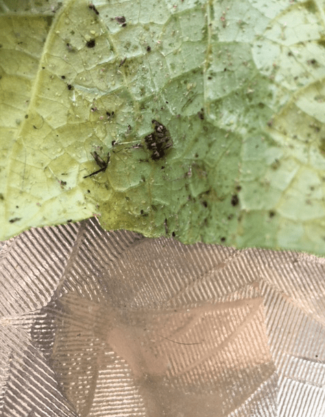 Screen Shot 2018-06-01 at 2.30.23 PM