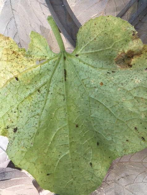 Screen Shot 2018-06-01 at 2.30.39 PM