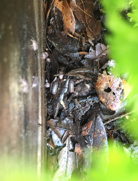 Screen Shot 2018-06-01 at 2.51.52 PM