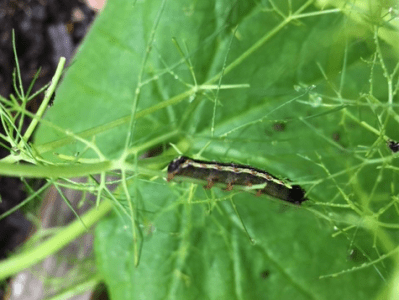 Cut Worms, Pill Bugs and Squash Vine Borers Invade My&nbsp;Space