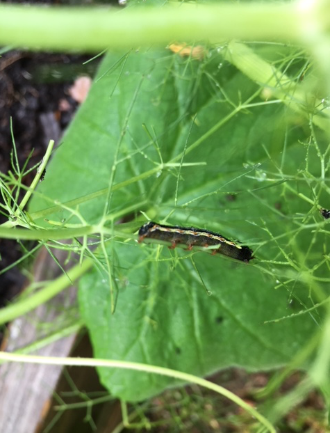 Cutworm eating fennel